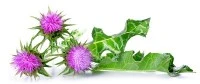 Ekstrak Milk Thistle